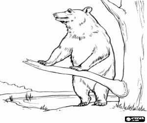 desenho de Um urso marrom sobre duas pernas para colorir