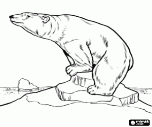 desenho de Um urso polar num iceberg para colorir