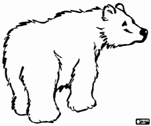 desenho de Urso polar para colorir