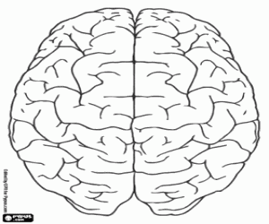 desenho de Vista superior do cérebro humano para colorir