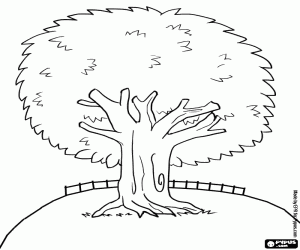 desenho de Uma árvore perene para colorir